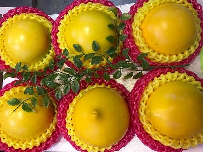 Phát sốt với giống vú sữa lạ: Trái chín vàng bóng, ra quả quanh năm